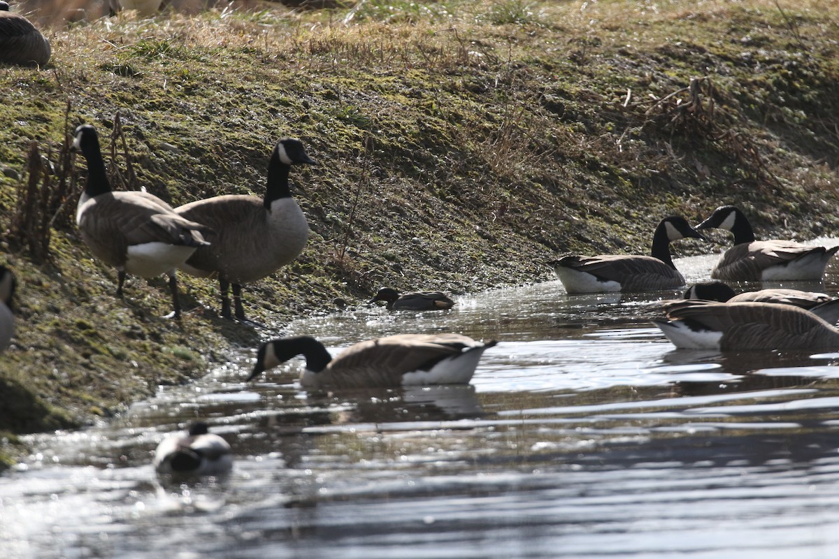 Green-winged Teal (American) - ML614425187