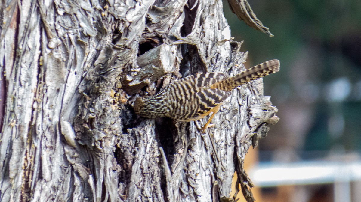 Band-backed Wren - ML614425206