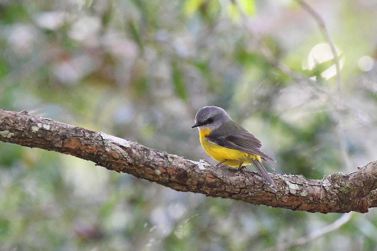 Eastern Yellow Robin - ML61442521