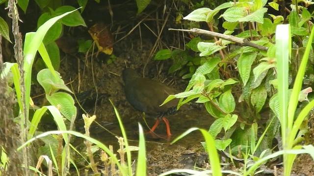 Paint-billed Crake - ML614425223