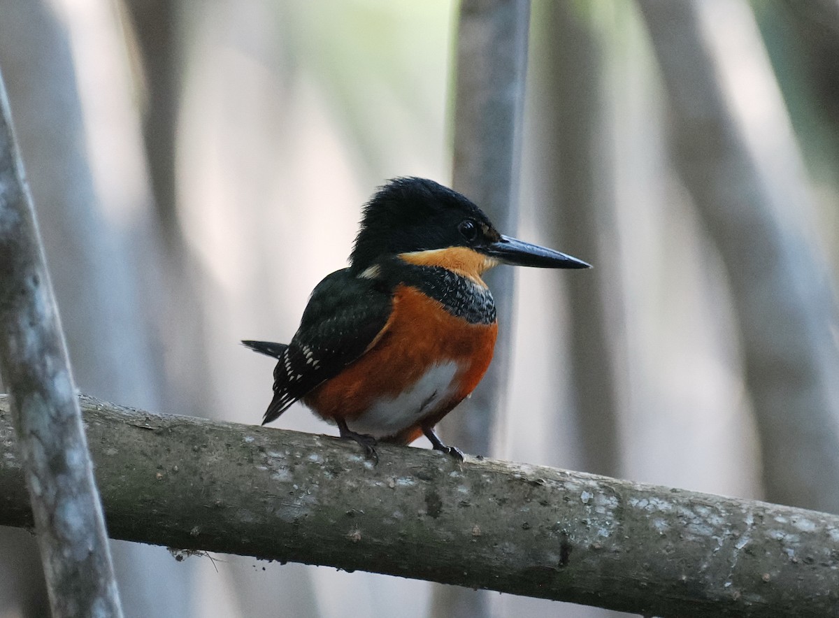 American Pygmy Kingfisher - Scott (瑞興) LIN(林)