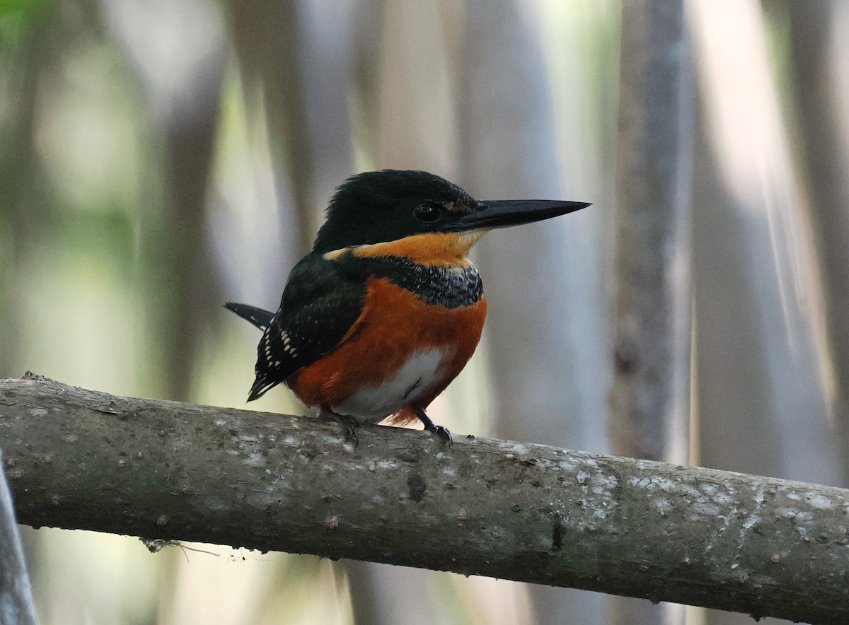 American Pygmy Kingfisher - Scott (瑞興) LIN(林)