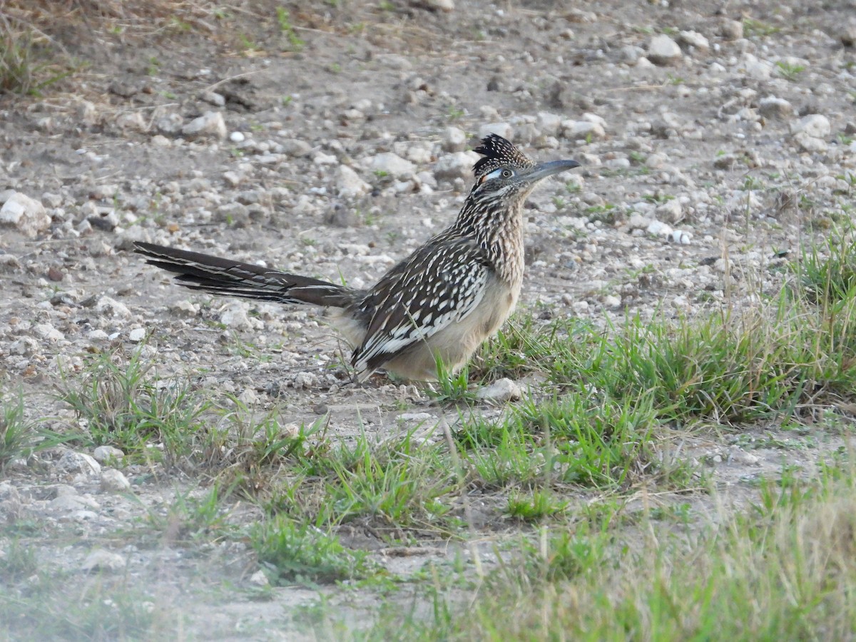 Greater Roadrunner - ML614425250