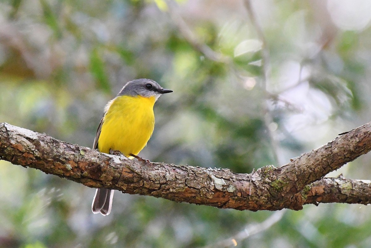 Eastern Yellow Robin - ML61442531