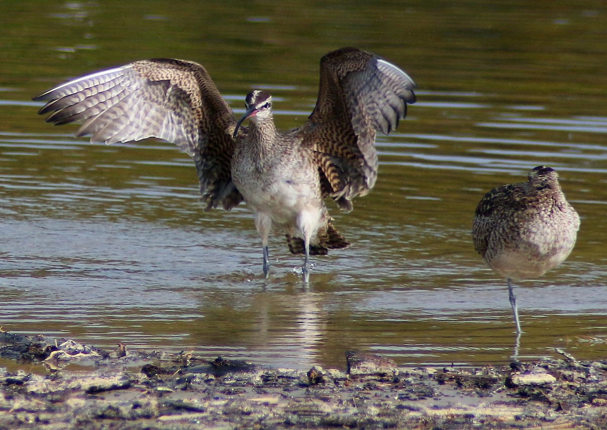 Whimbrel - ML614425324