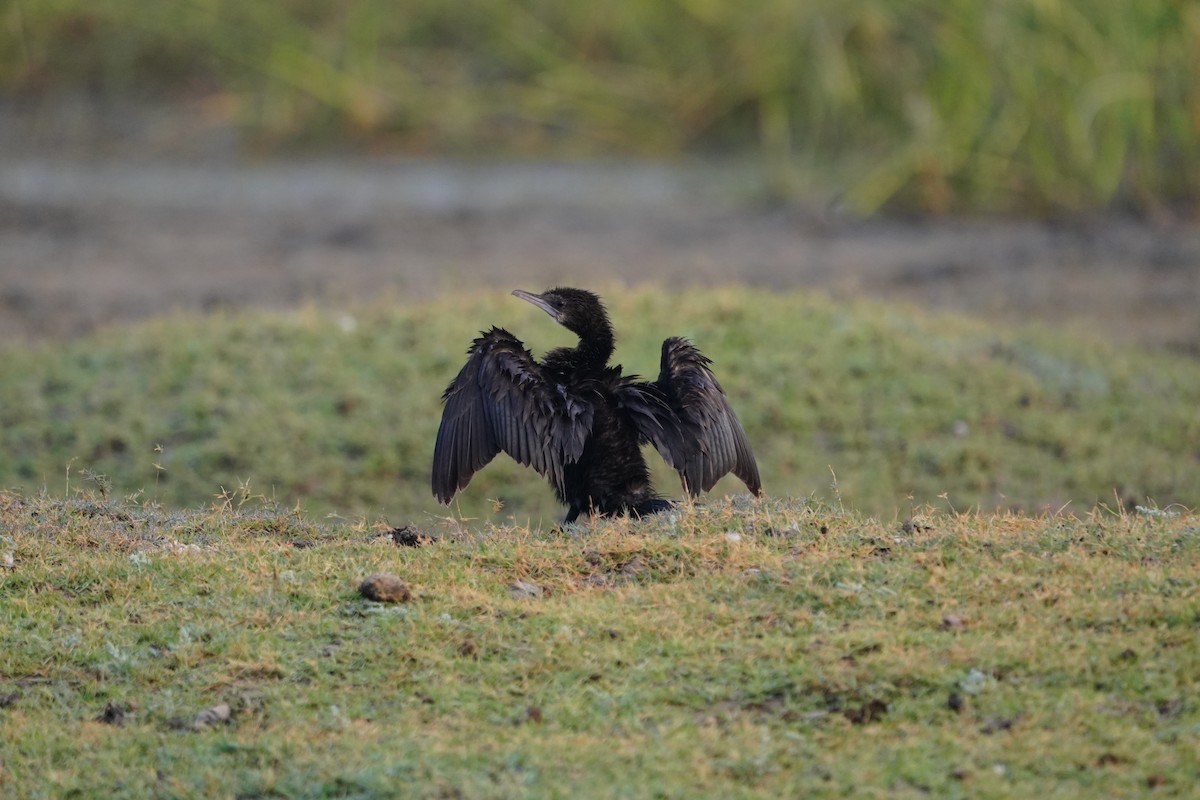 Cormorán de Java - ML614425345