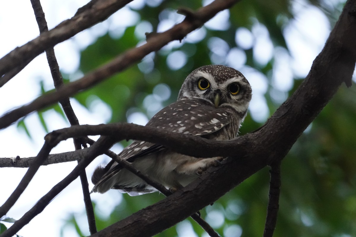 Spotted Owlet - Hrishikesh B