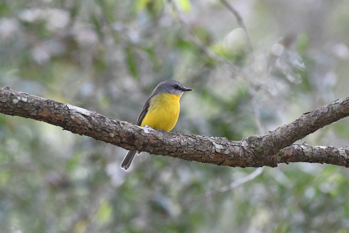 Eastern Yellow Robin - ML61442541