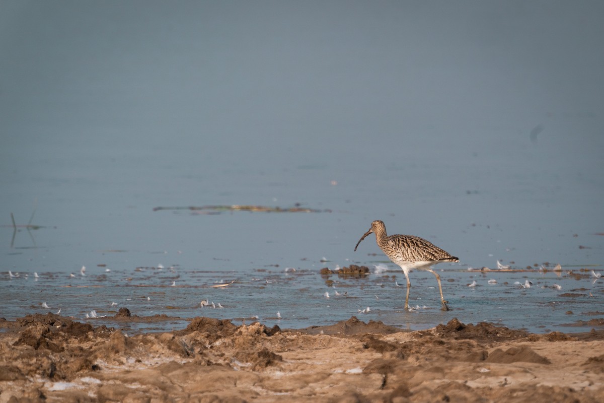 Eurasian Curlew - ML614425453