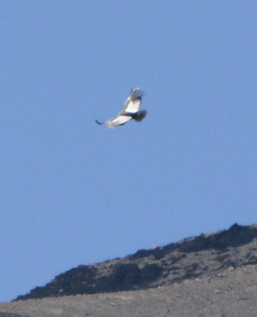 Condor des Andes - ML614425476