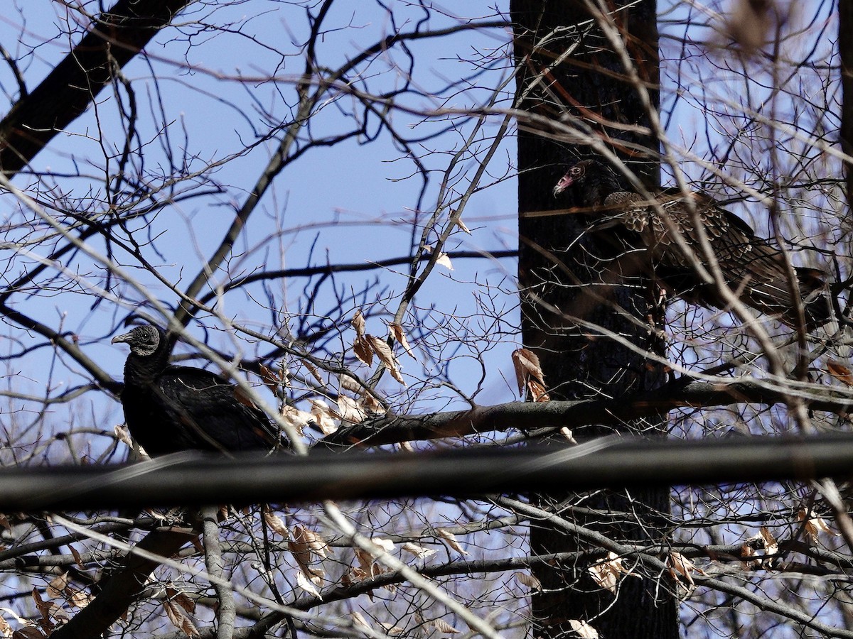 Black Vulture - ML614425500