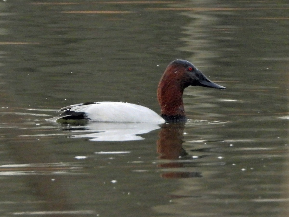 Canvasback - Jock McCracken