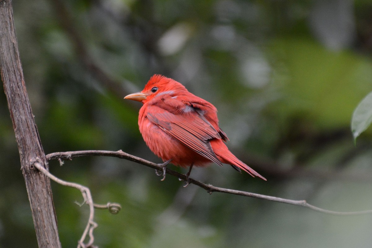 Summer Tanager - Janet Rathjen