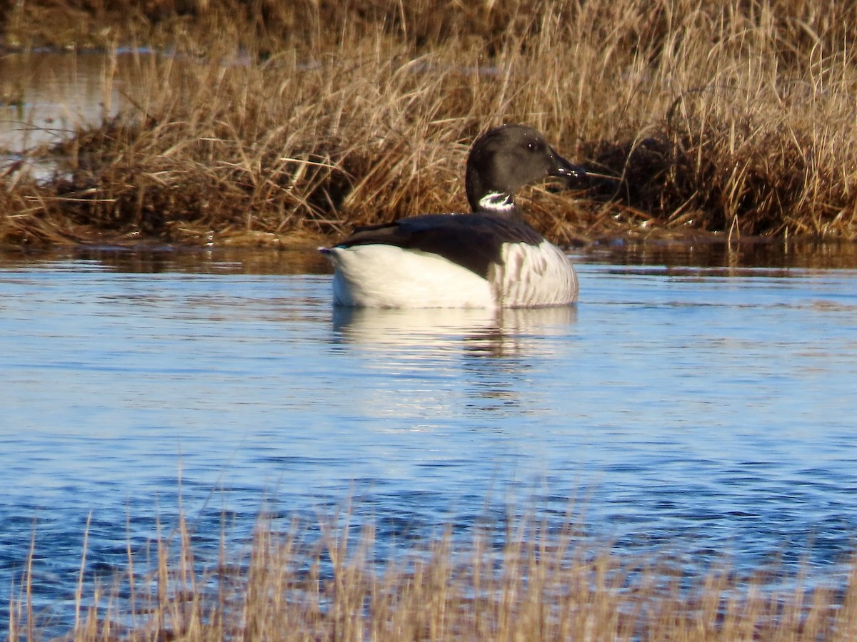 berneška tmavá - ML614425685