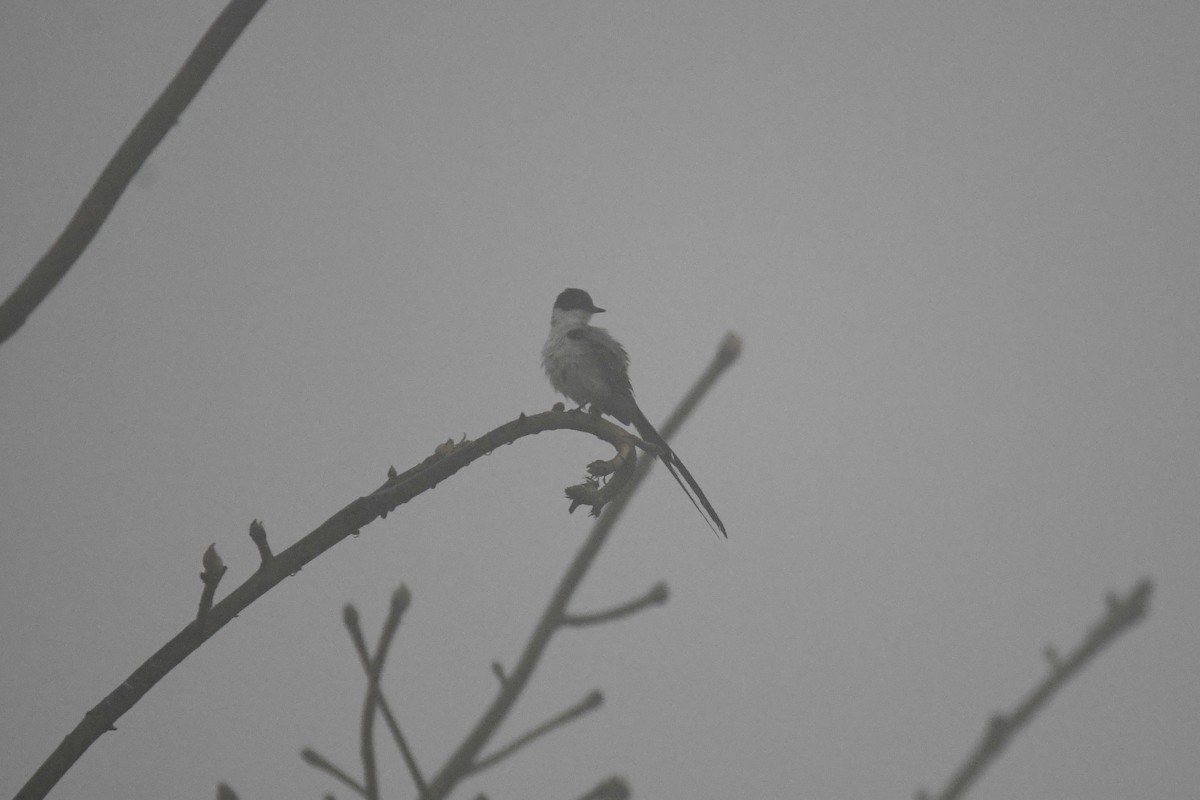 Fork-tailed Flycatcher - ML614425714