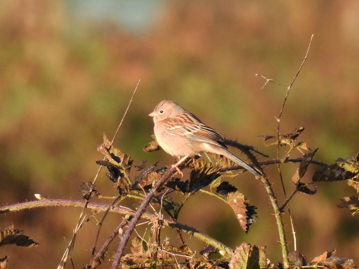 Field Sparrow - ML614425814