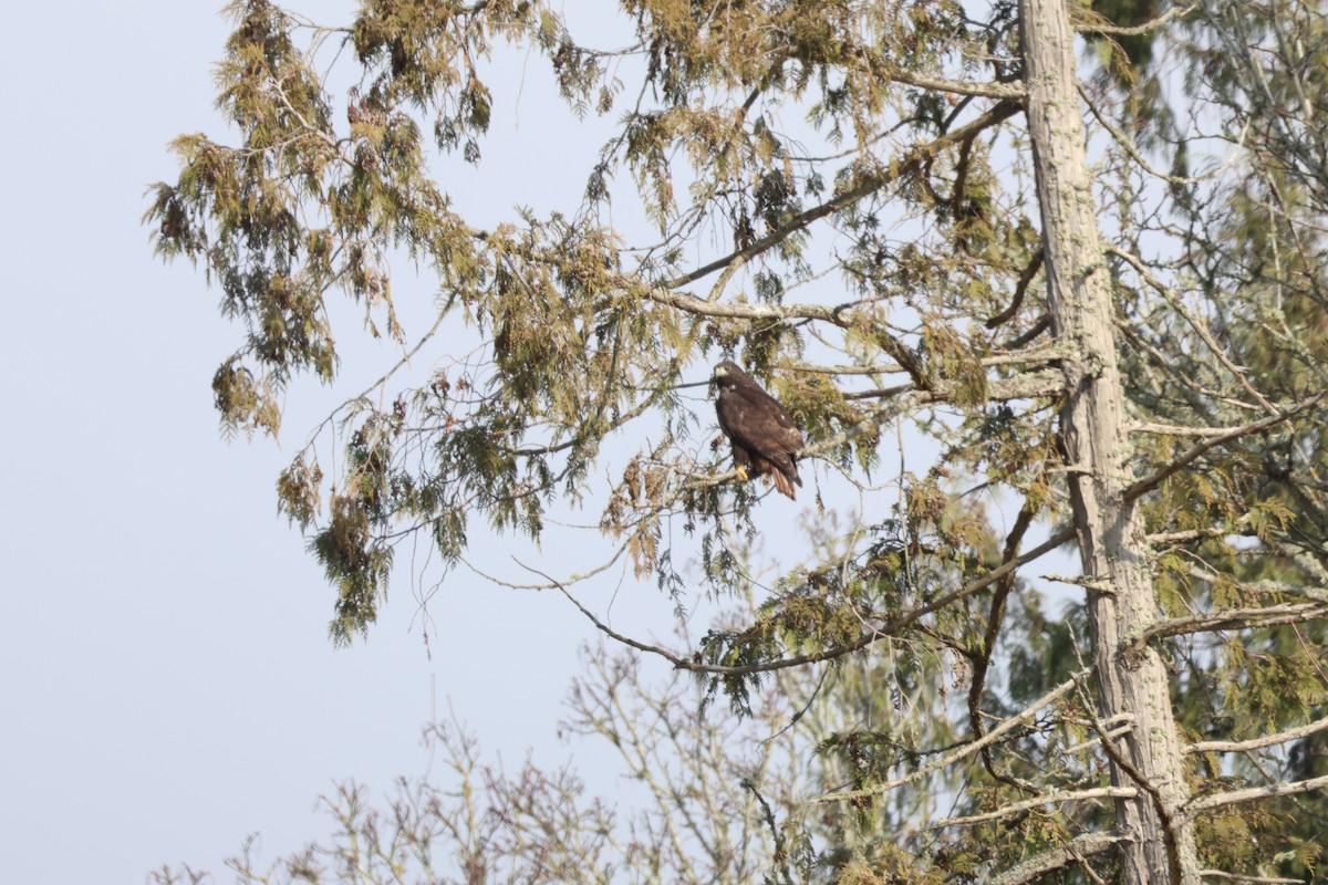 Red-tailed Hawk (Harlan's) - ML614425816