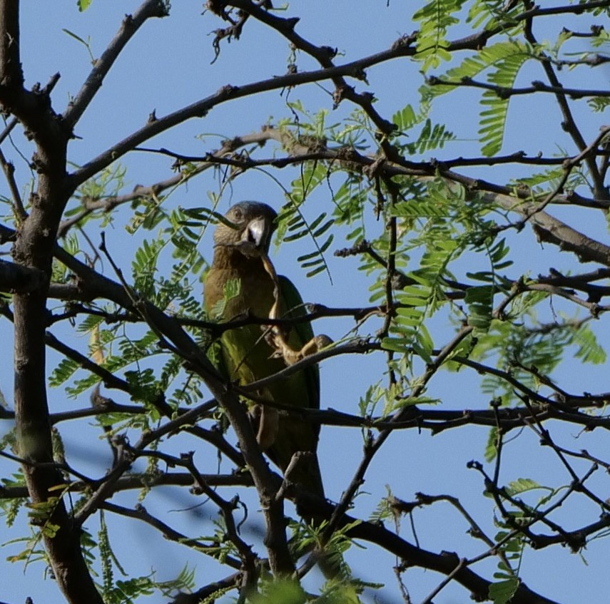 Brown-throated Parakeet (Brown-throated) - ML614425821