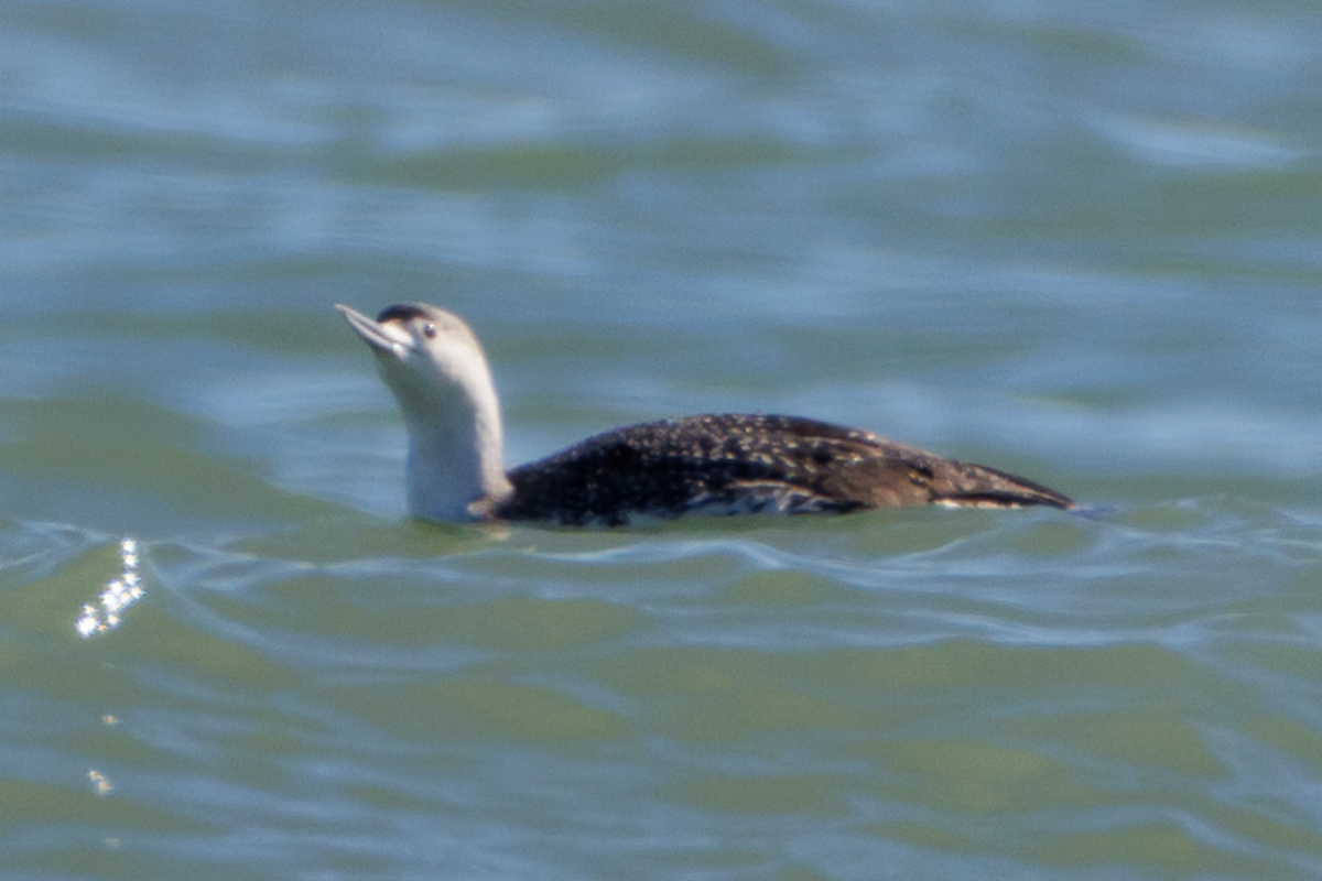 Red-throated Loon - ML614425848