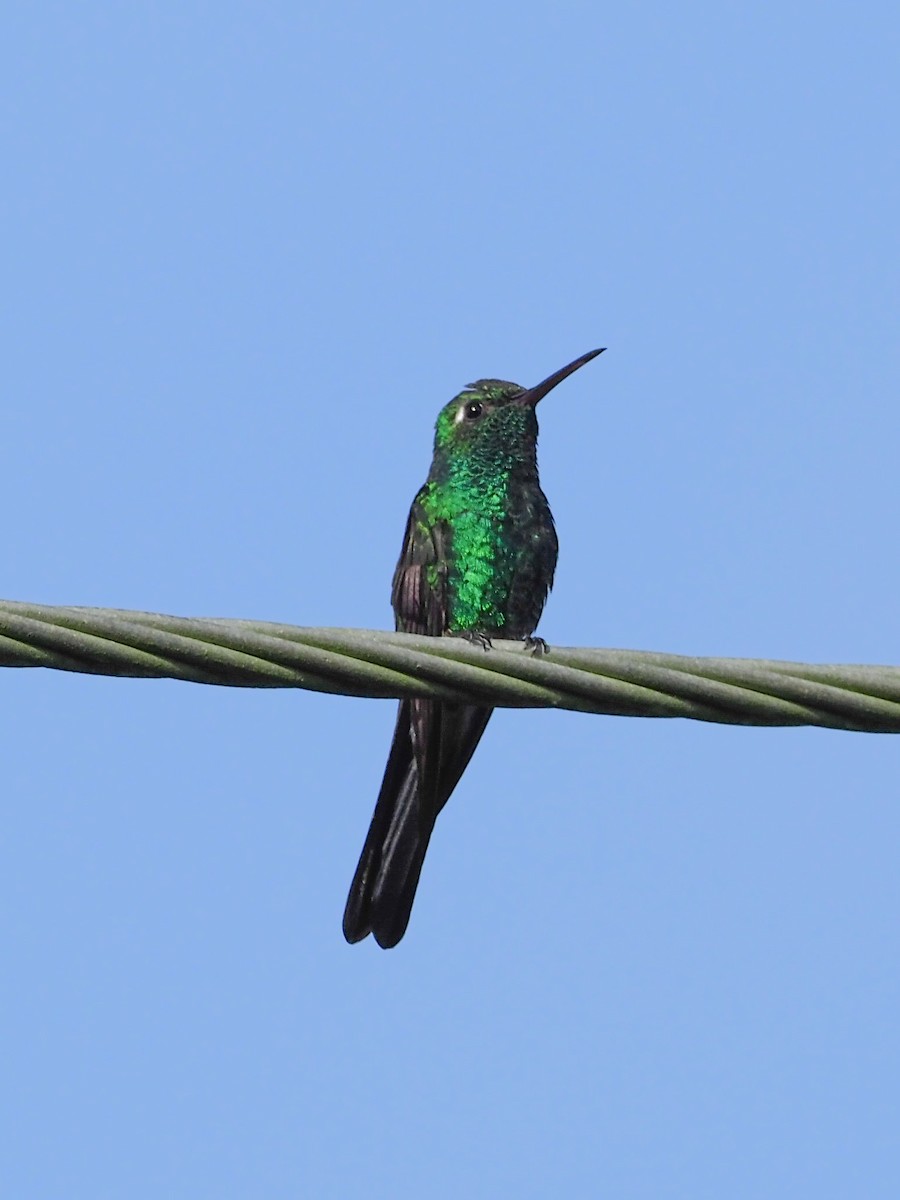 Cuban Emerald - ML614425854