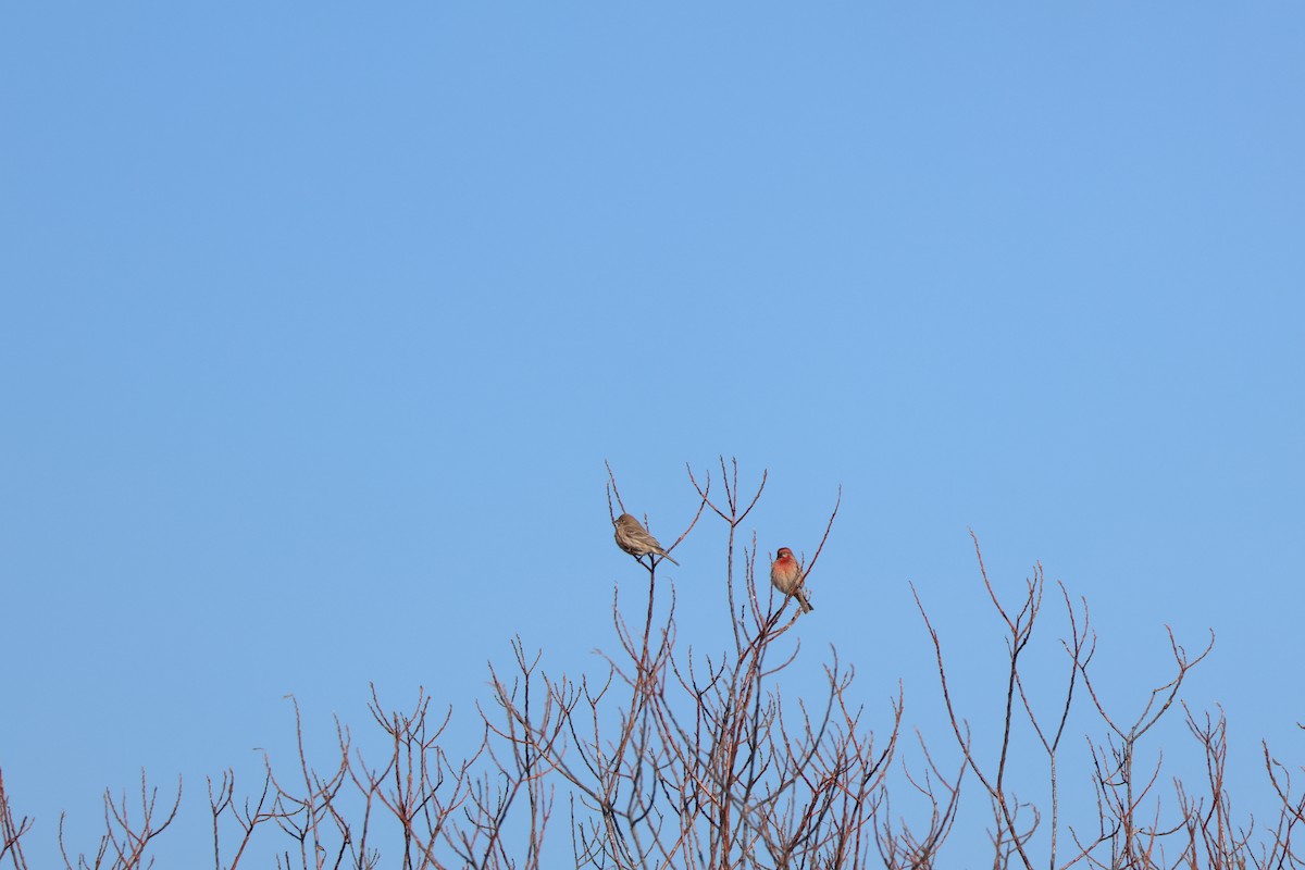 House Finch - ML614425866