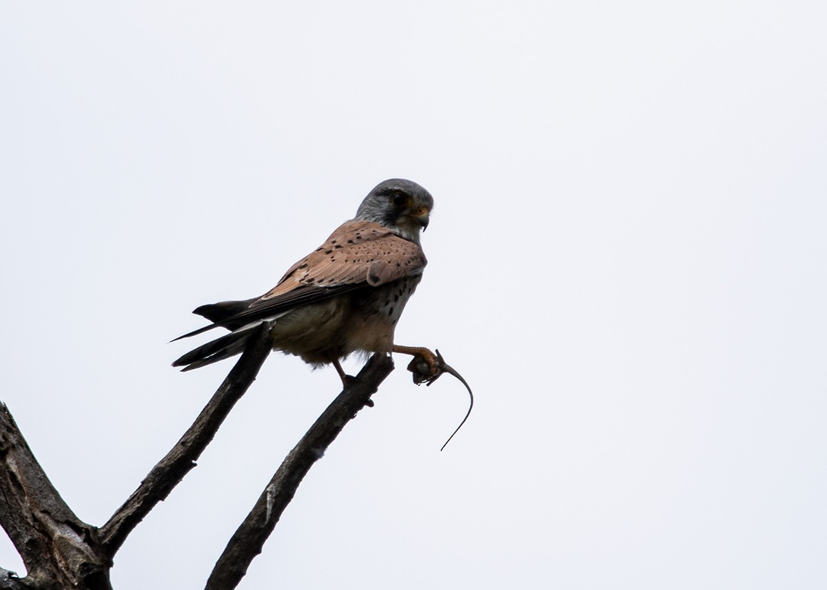 Eurasian Kestrel - ML614425914