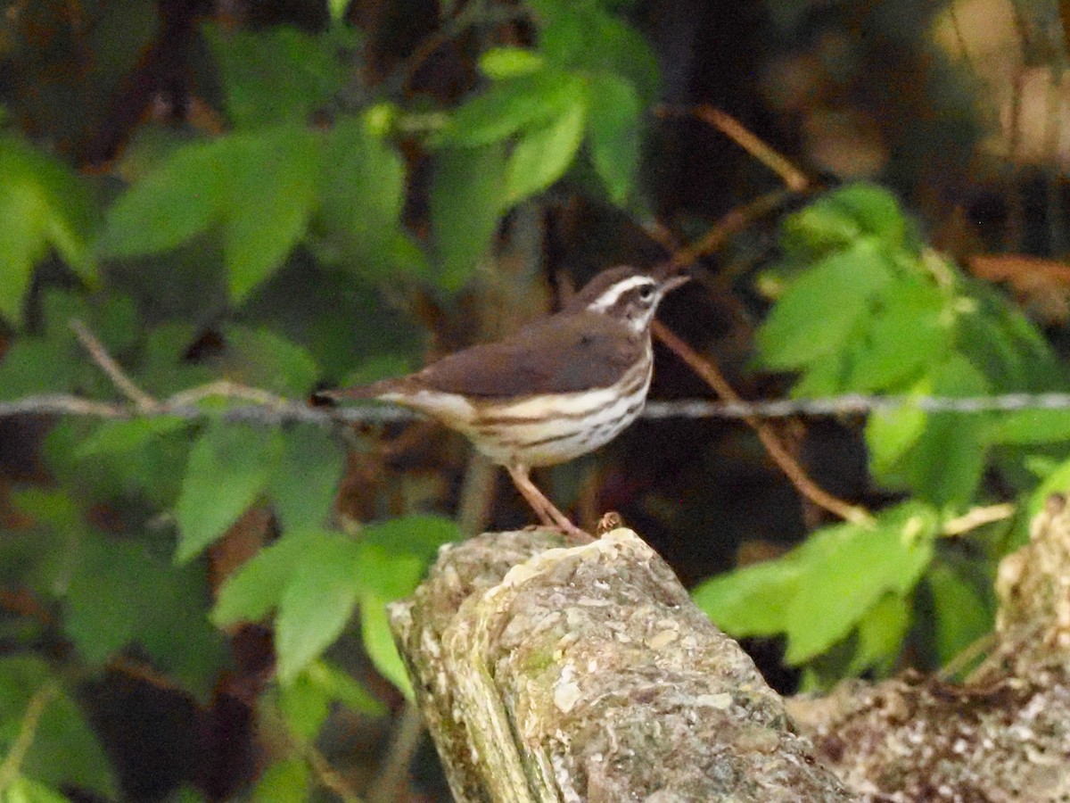 Louisiana Waterthrush - Todd Deininger