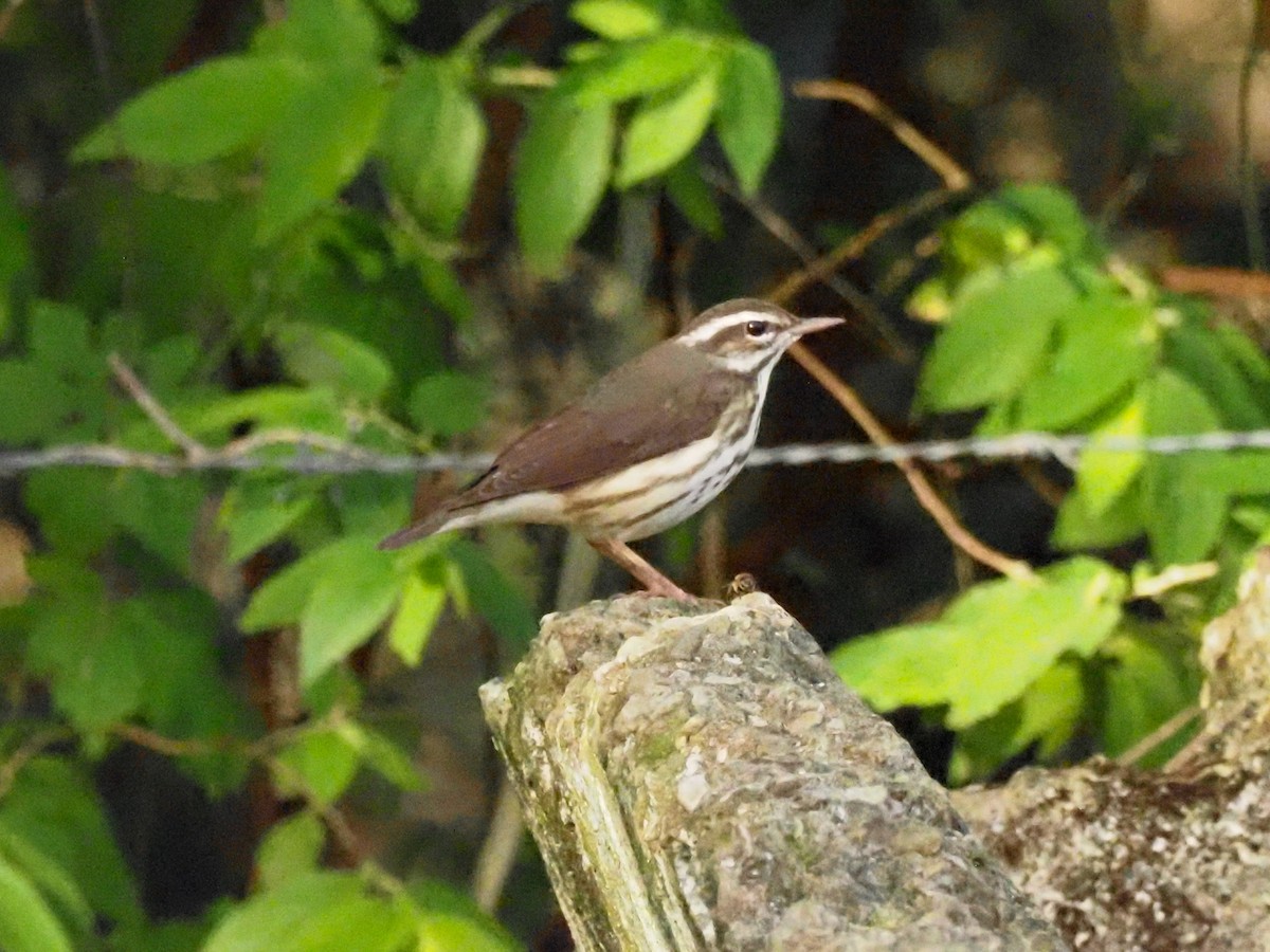 Louisiana Waterthrush - Todd Deininger