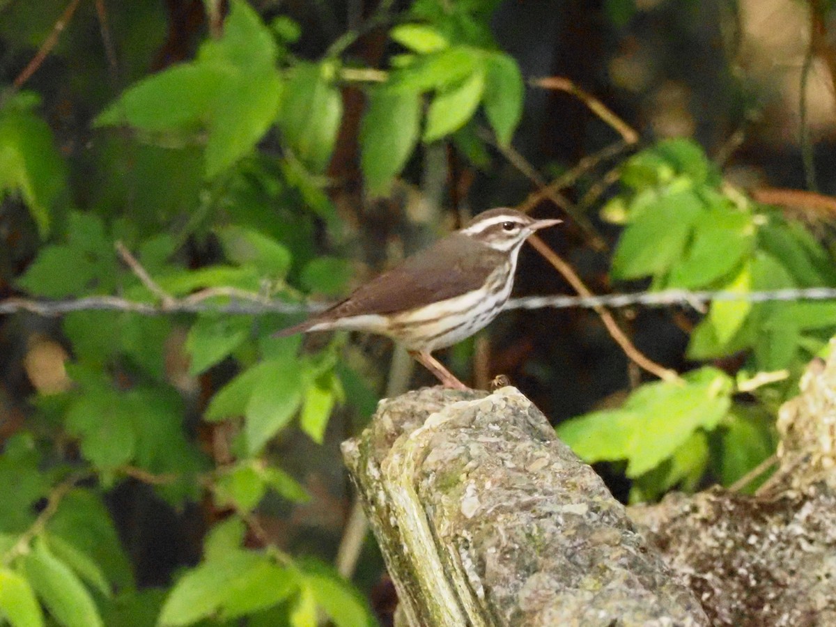 Louisiana Waterthrush - Todd Deininger