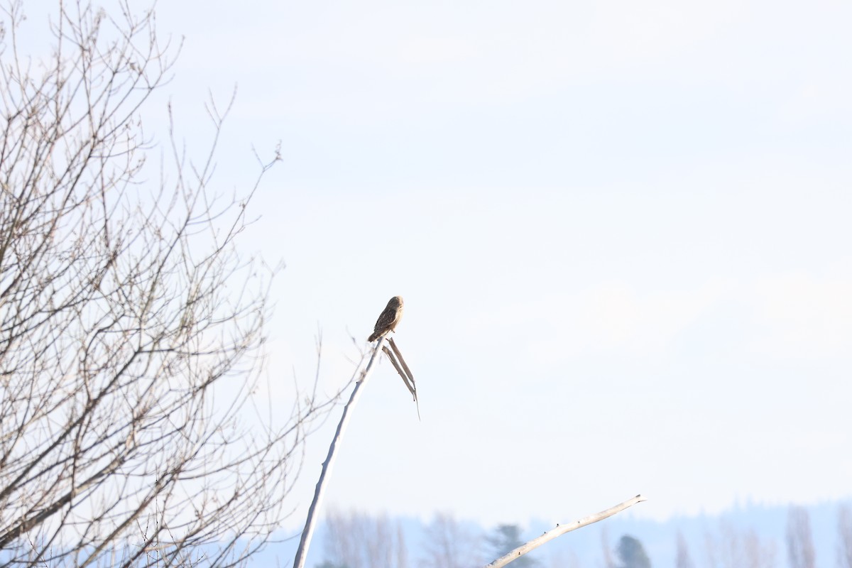 Short-eared Owl - ML614425946