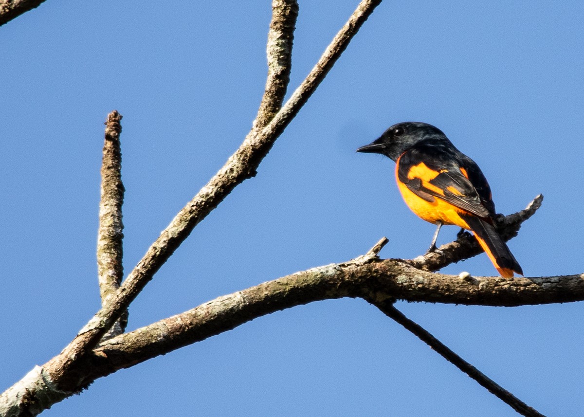 Orange Minivet - ML614425955