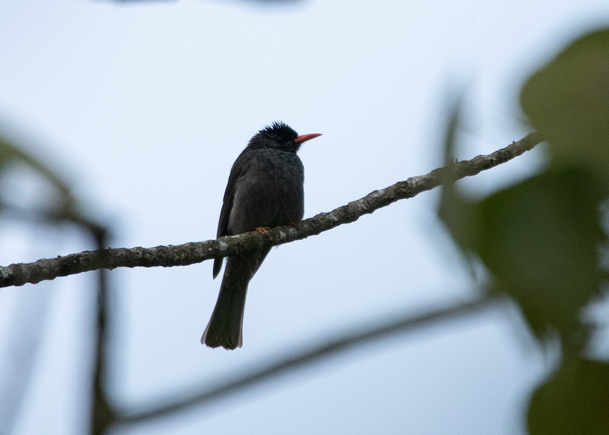 Square-tailed Bulbul - ML614425972