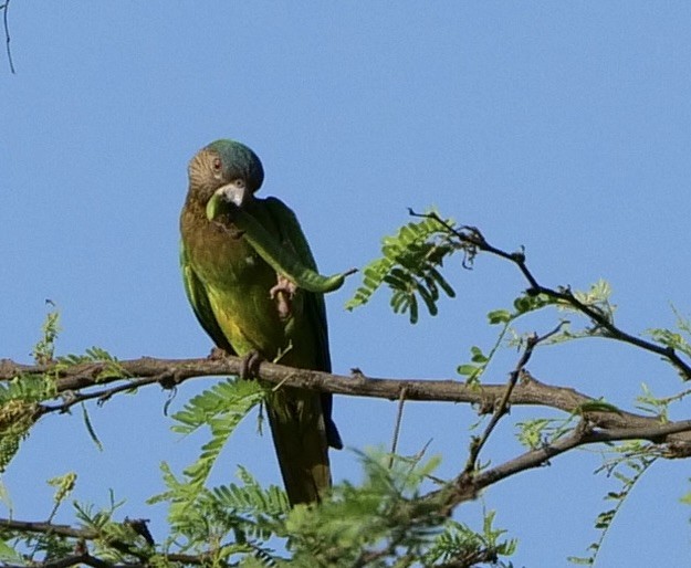 Brown-throated Parakeet (Brown-throated) - ML614425999