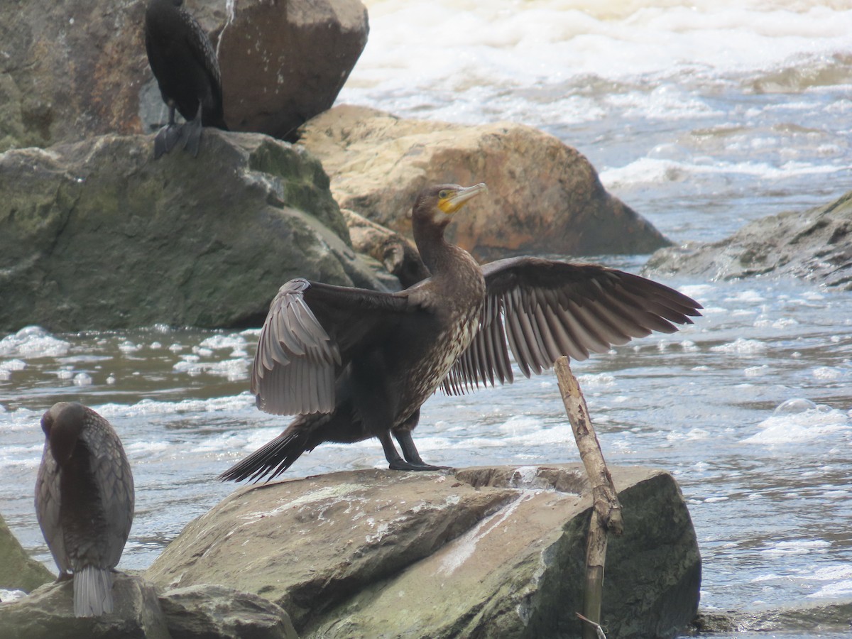 Great Cormorant - ML614426016