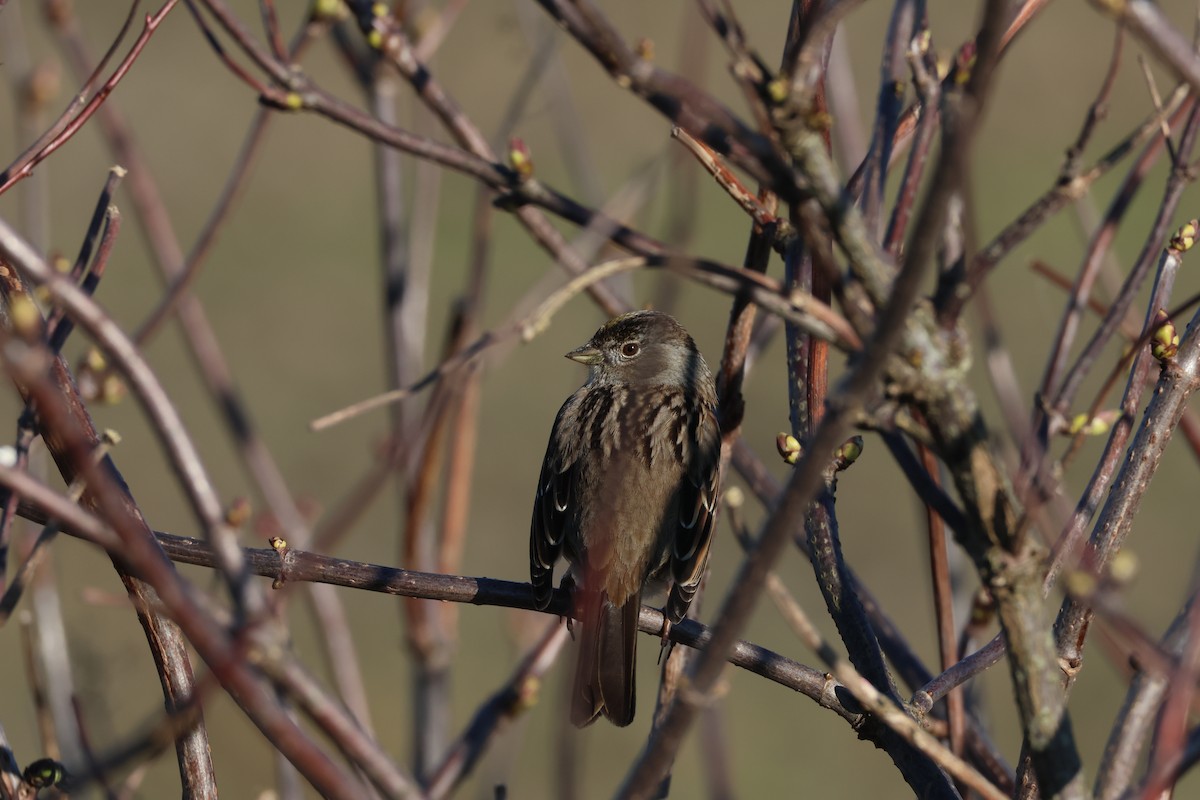 Golden-crowned Sparrow - ML614426018