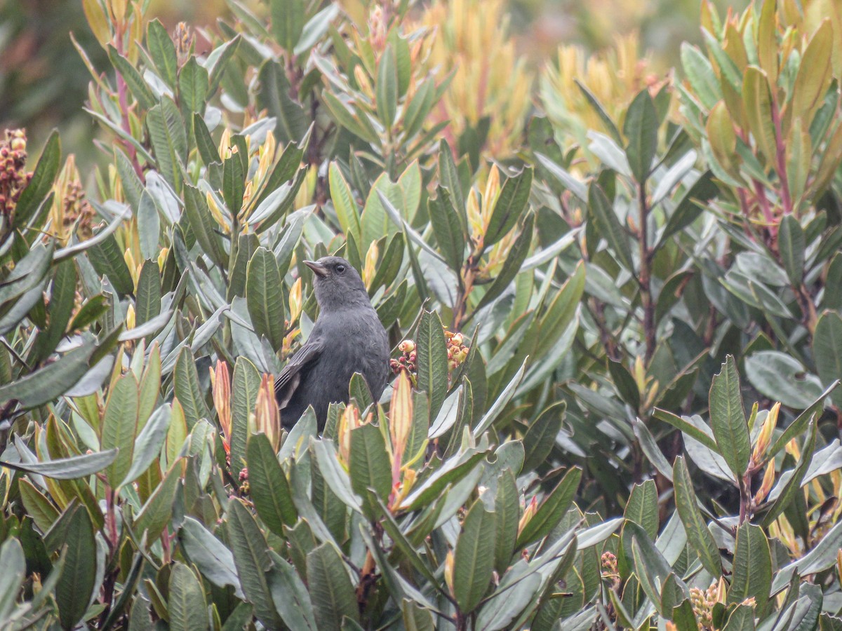 Peg-billed Finch - Annika Andersson