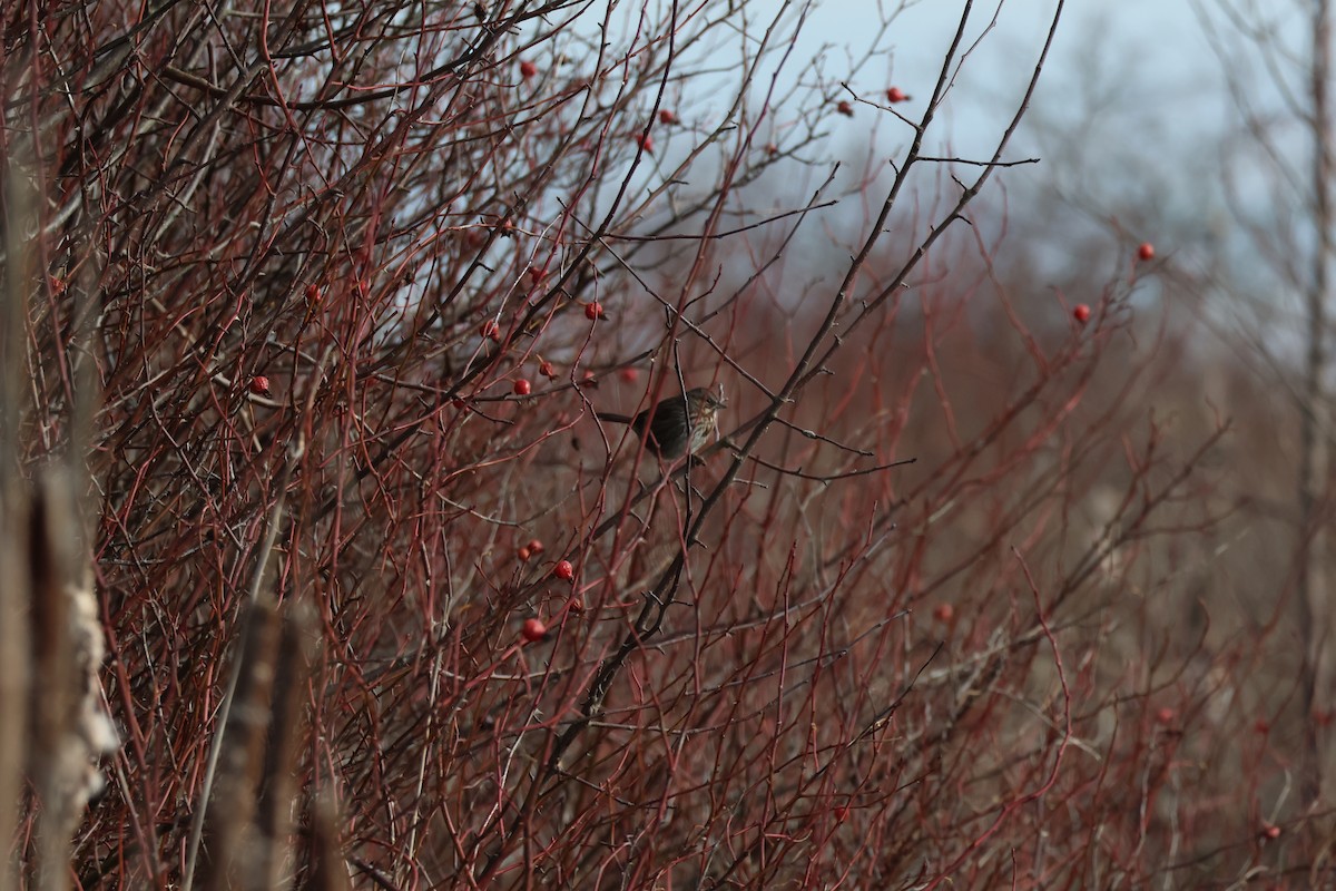 Song Sparrow - ML614426064