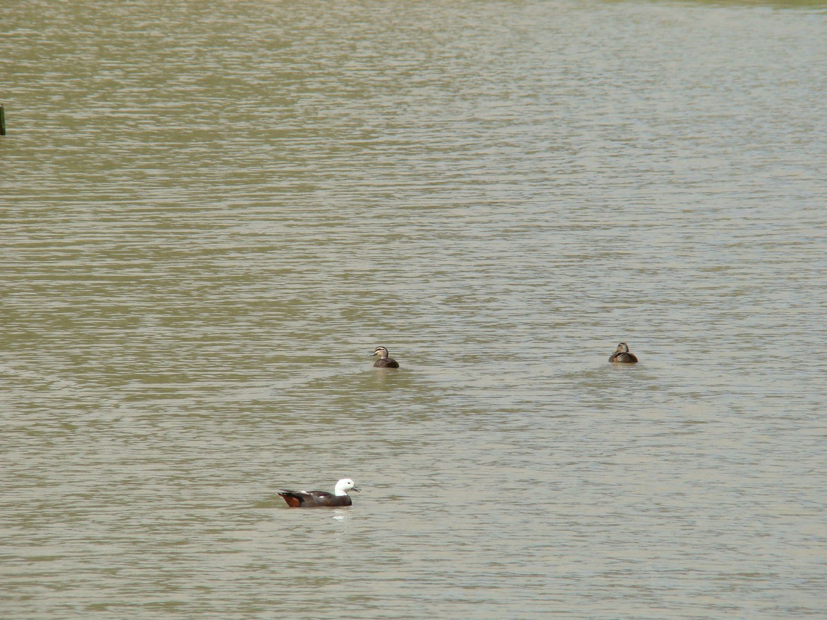 Pacific Black Duck - Anonymous