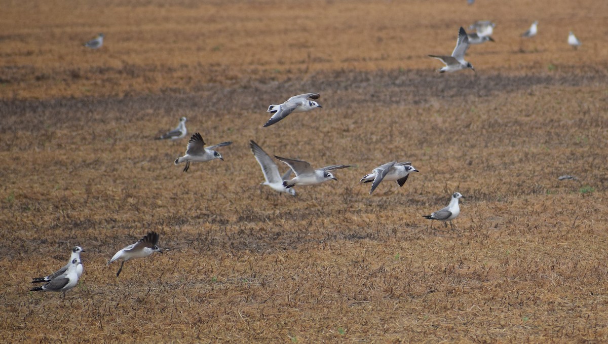 Franklin's Gull - ML614426104