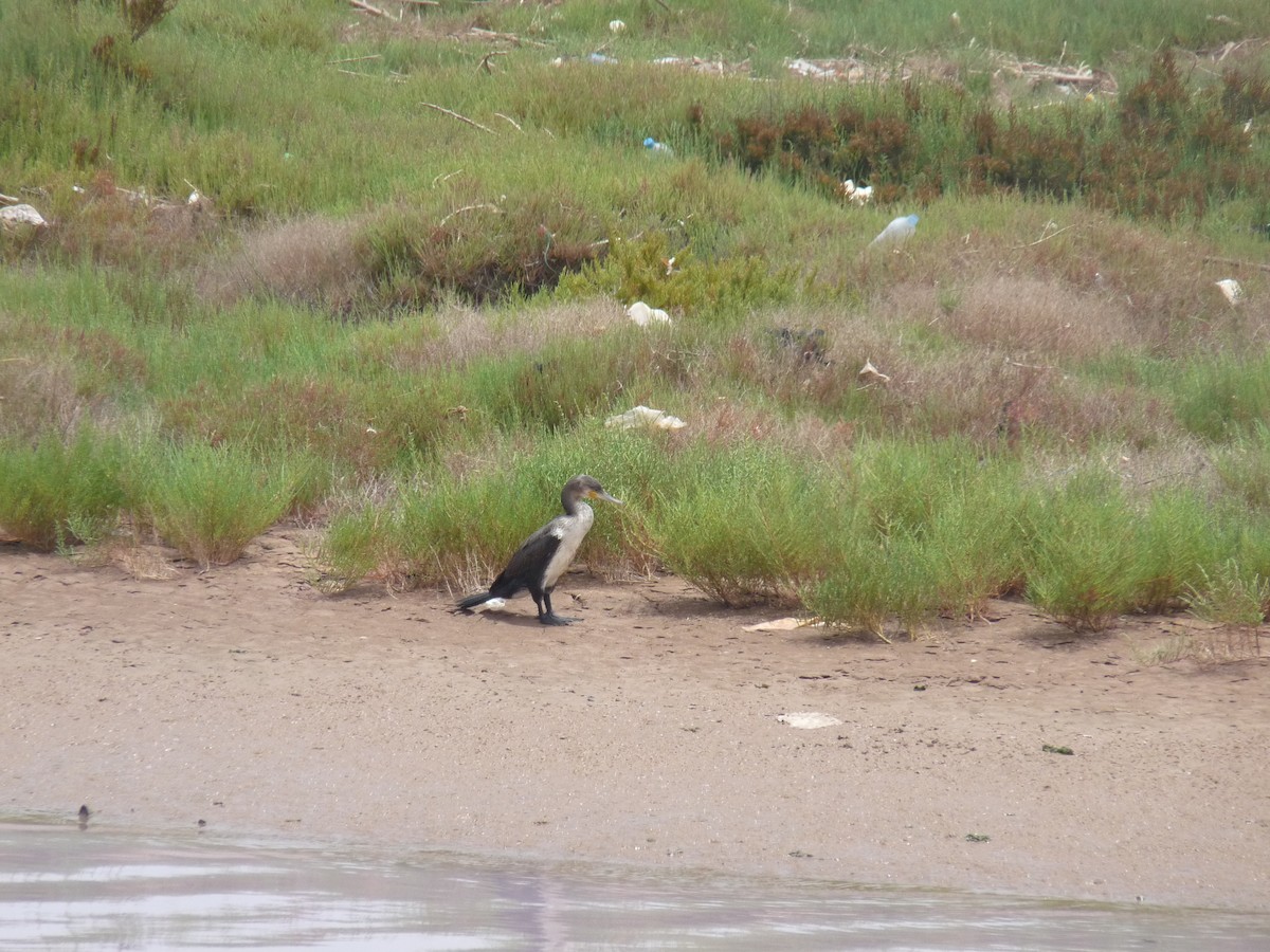 Great Cormorant - ML614426156