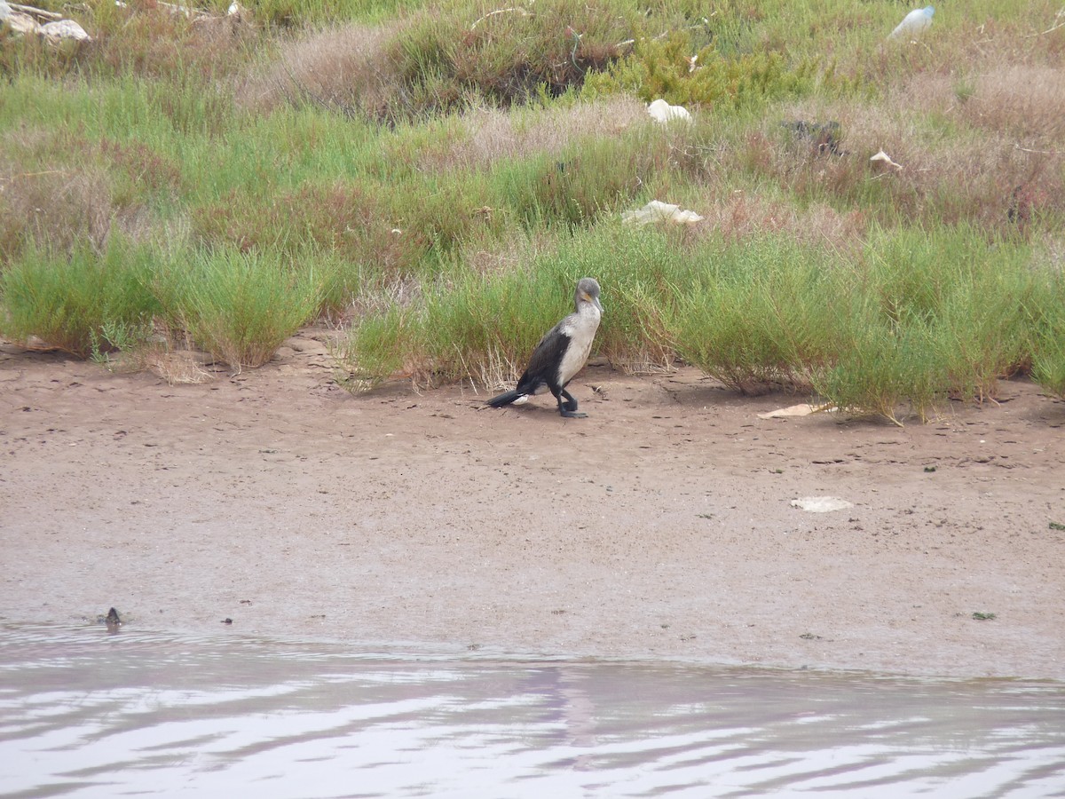 Great Cormorant - ML614426157