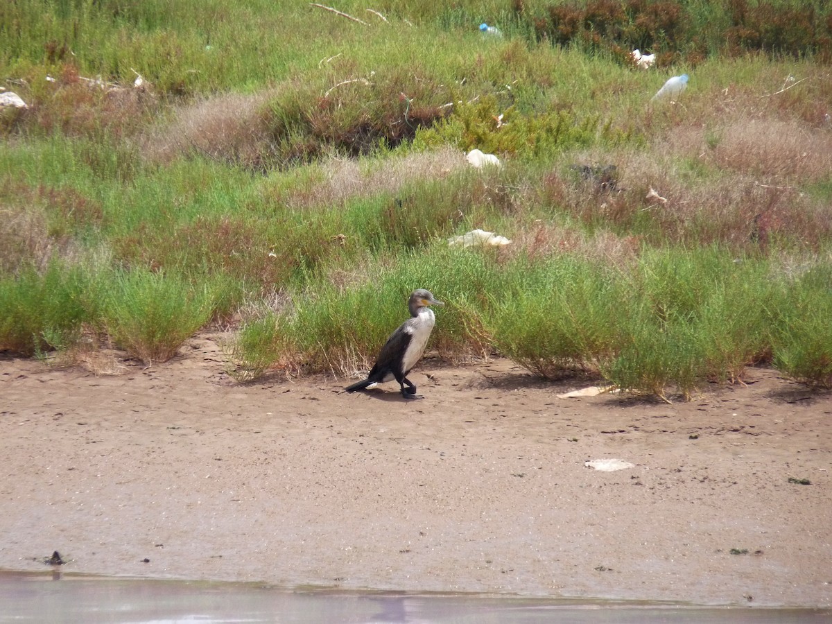 Great Cormorant - ML614426158