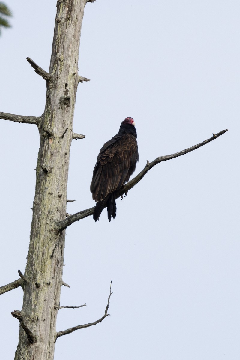 Turkey Vulture - ML614426169