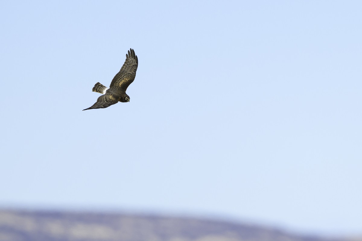 Northern Harrier - Amy Hudechek