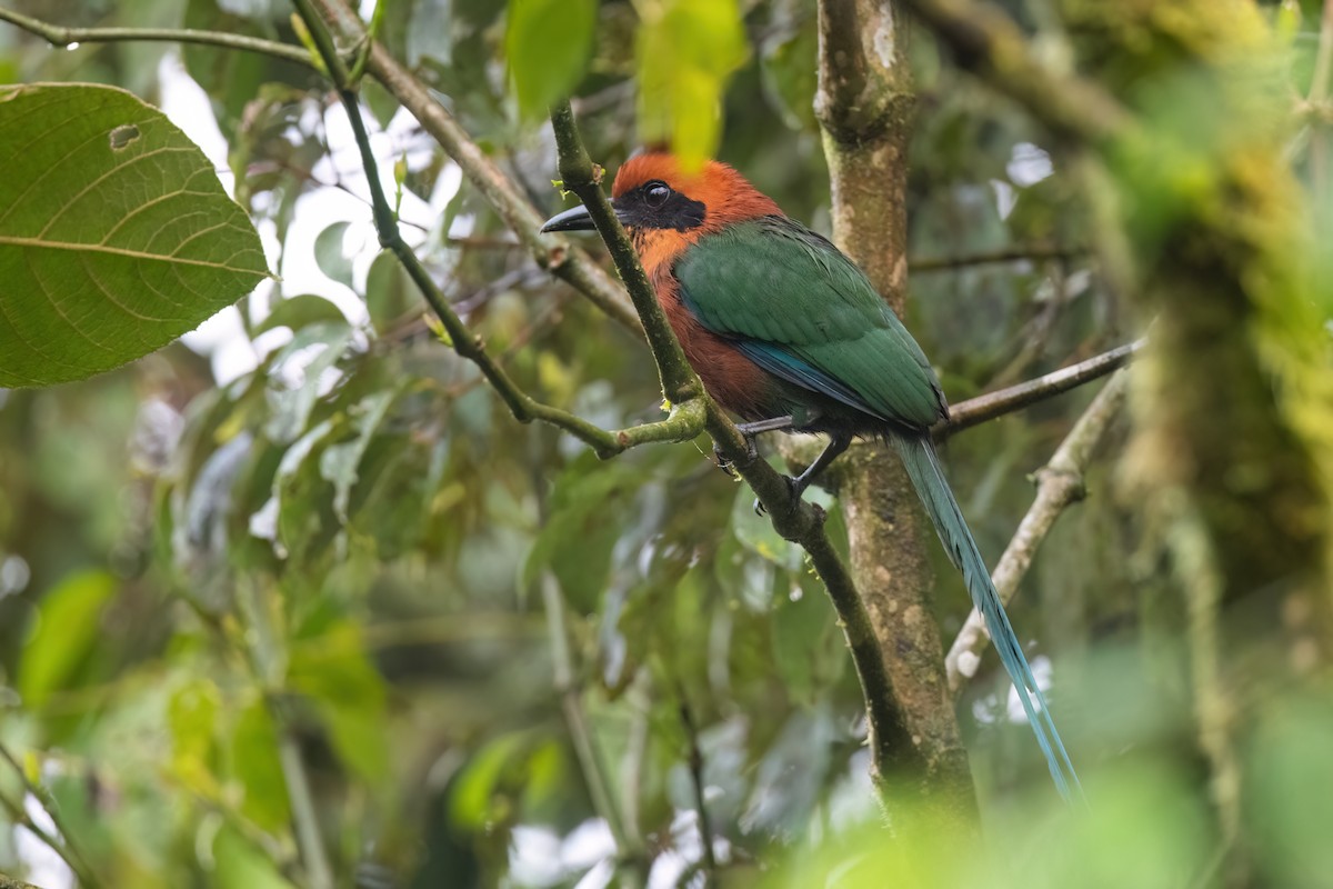 Zimtbrustmotmot - ML614426196