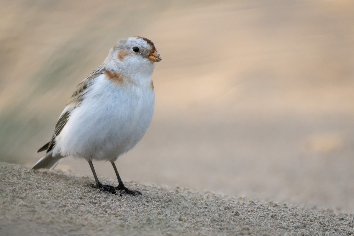 Snow Bunting - ML614426209