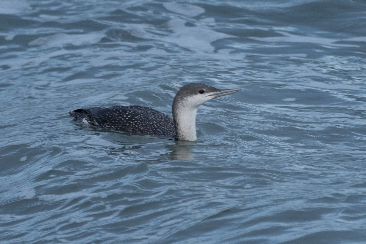 Red-throated Loon - ML614426211