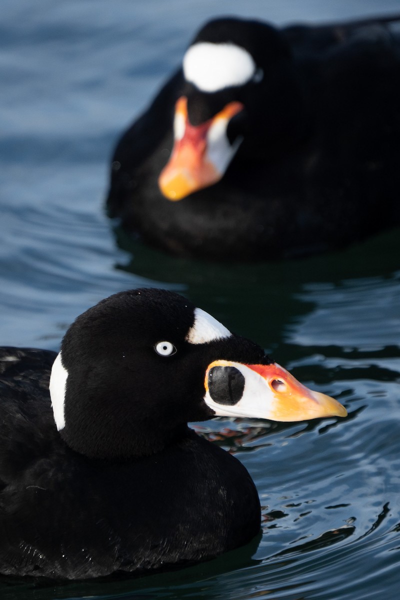 Surf Scoter - ML614426213