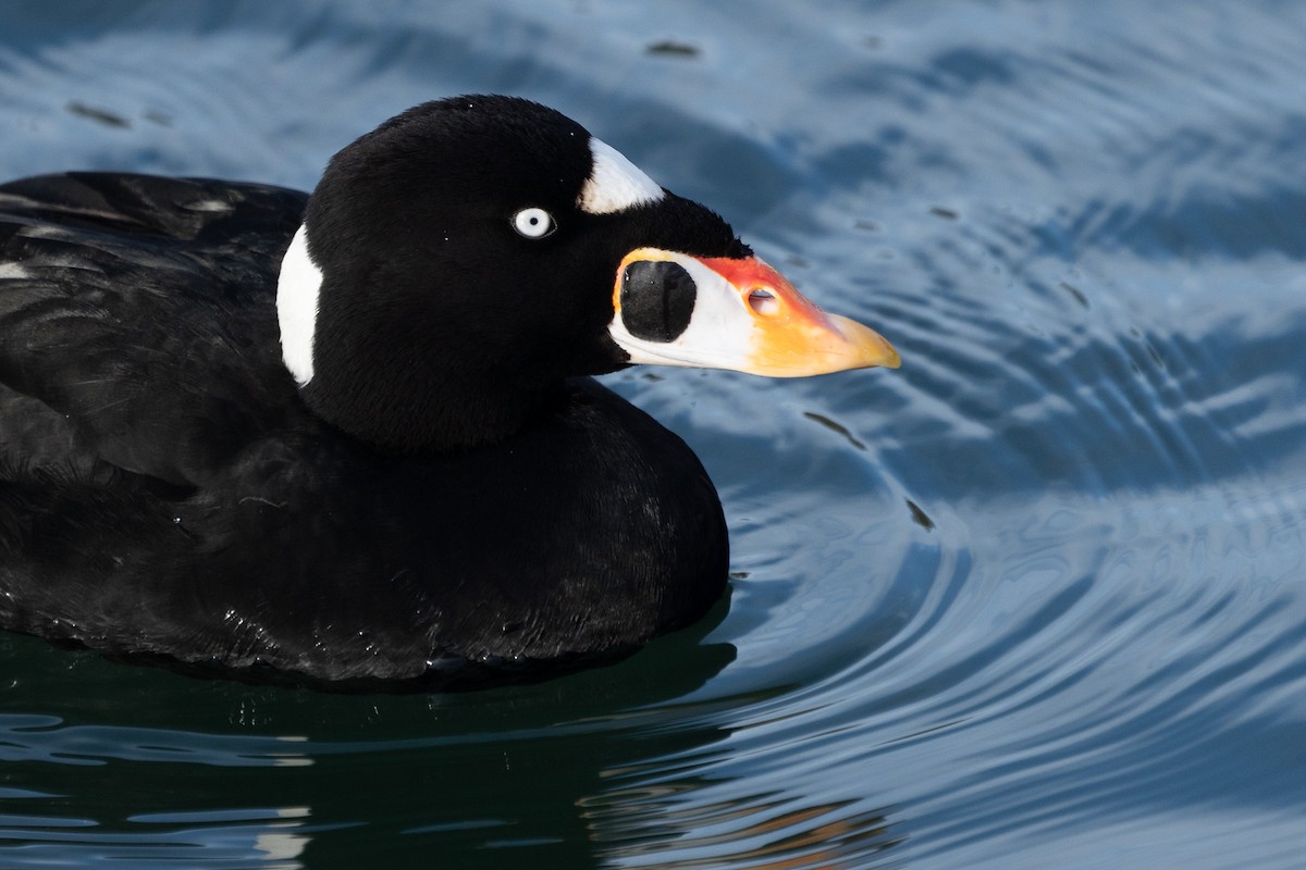 Surf Scoter - ML614426214