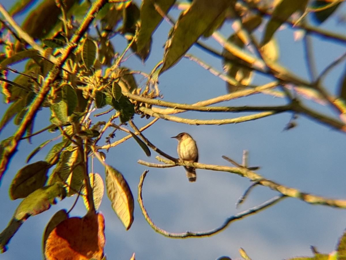 House Wren - ML614426221